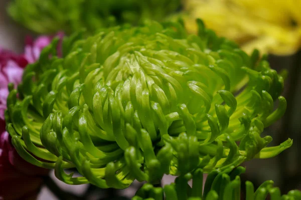 Close Green Chrysanthemum Flower Garden — Stock Photo, Image