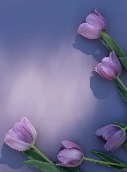 purple tulips frame on purple background with copy space