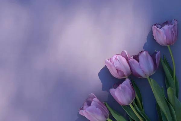 purple tulips frame on purple background with copy space