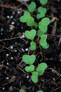close up of green sprouts on ground