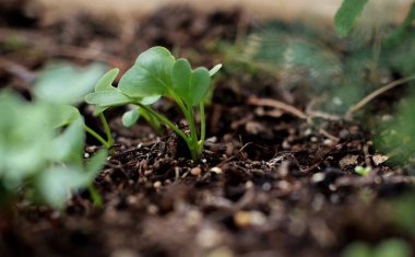 close up of green sprouts on ground