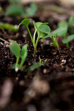 close up of green sprouts on ground