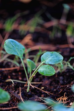 rain drops on a leaf, cauliflower plant in the garden
