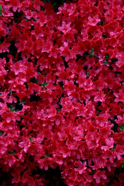 Close Pink Azalea Flowers Raindrops Flower Background — Stock Photo, Image