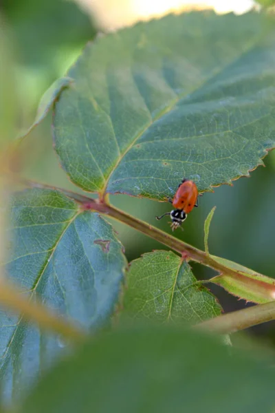 Close Ladybug Green Leaf Blurred Background — Stock Photo, Image
