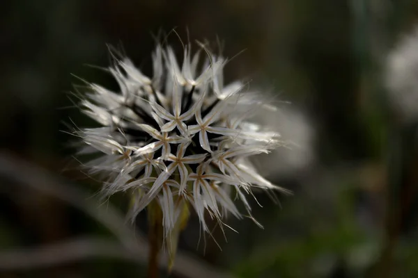 Thistle Grass — Fotografie, imagine de stoc