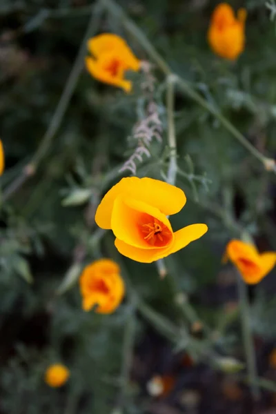 Yellow poppies, green blurred background