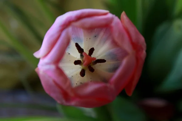 Закрыть Розовый Тюльпан — стоковое фото