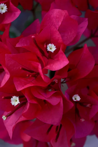 Close Pink Azalea Flowers Raindrops Flower Background — Zdjęcie stockowe