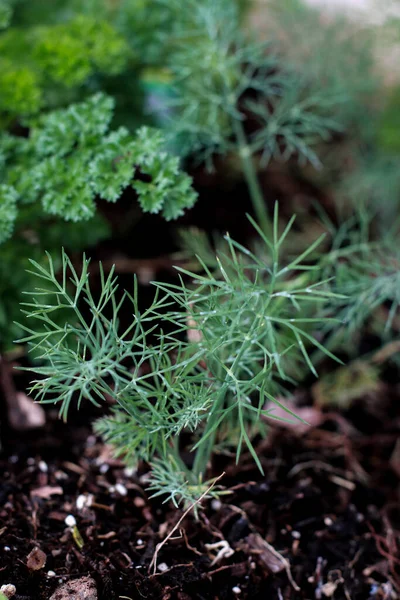 Plante Pluviale Dans Jardin — Photo