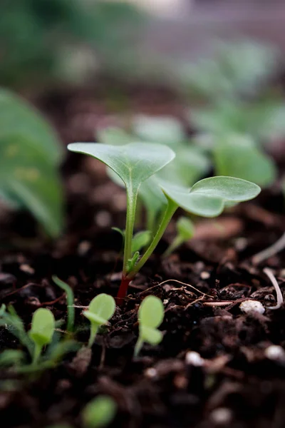 close up of green sprouts on ground