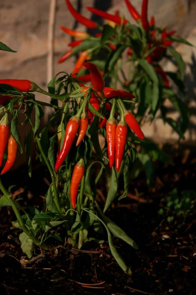 red hot chili peppers in the garden