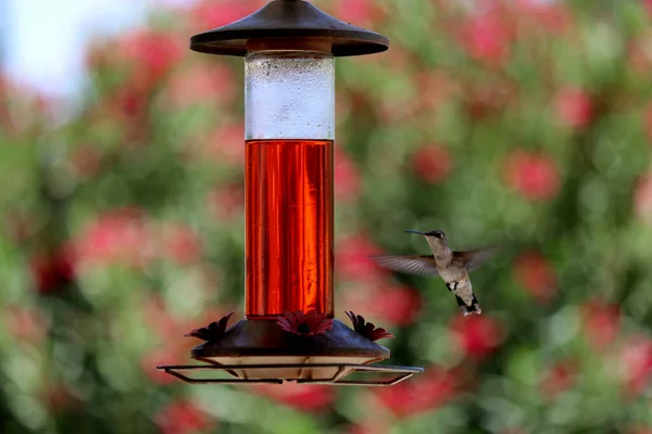 Close Hummingbird Flying Feeder Garden — Fotografia de Stock