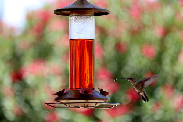 close up of hummingbird flying to the feeder in the garden