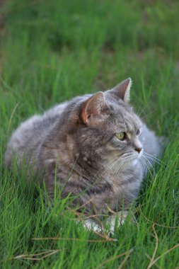 close up of grey cat sitting in green grass, blurred background