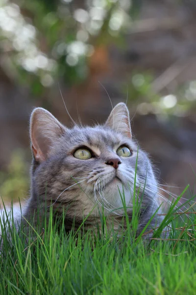 Close Grey Cat Sitting Green Grass Blurred Background — Zdjęcie stockowe