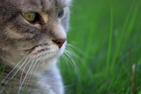 Close Grey Cat Sitting Green Grass Blurred Background — Stock Photo, Image