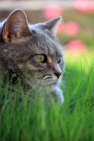 Close Grey Cat Sitting Green Grass Blurred Background — Stock Photo, Image