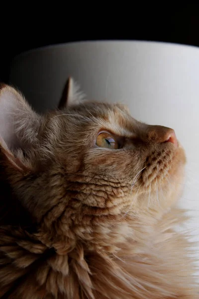 Portrait Ginger Cat — Stock Photo, Image