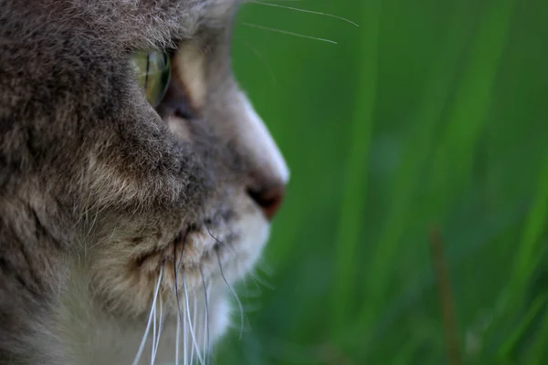 Close Grey Cat Sitting Green Grass Blurred Background — Stock Photo, Image