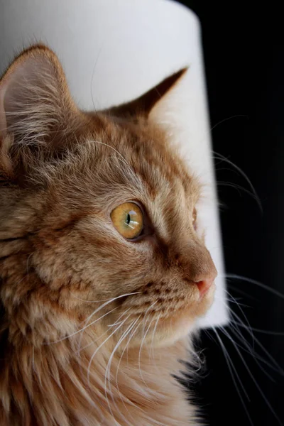 Close Portrait Ginger Cat — Stock Photo, Image