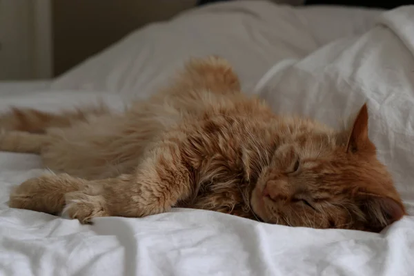 Ginger Cat Sleeping Bed — Stock Photo, Image