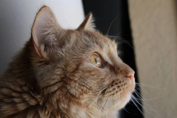 Close Portrait Ginger Cat — Stock Photo, Image