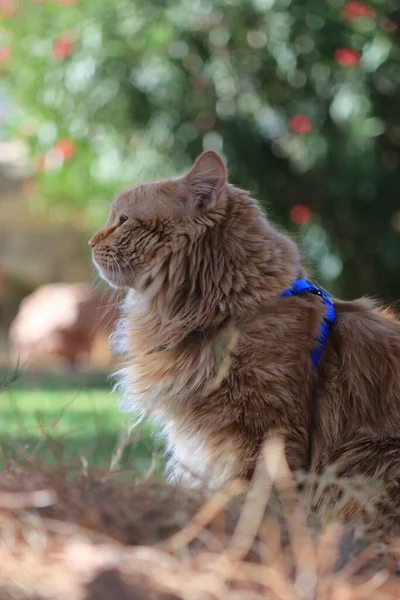 Ginger Cat Sitting Garden — 图库照片