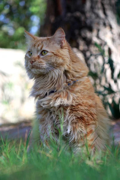 Ginger Cat Sitting Garden — Stock Photo, Image