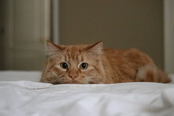 Close Portrait Ginger Cat — Stock Photo, Image