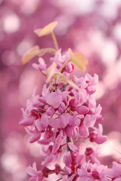 Крупним Планом Рожеве Квітуче Дерево — стокове фото