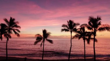 Güneş battıktan sonra gökyüzüne ve okyanusa bakan muhteşem palmiye ağaçları.