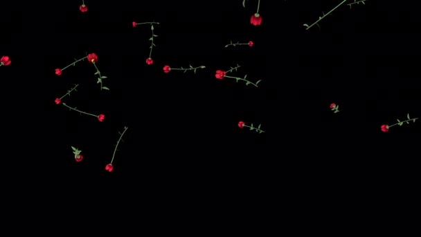 Rain Poppies Animation Transparent Alpha Background — ストック動画