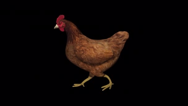 Chicken Walk Animation Transparent Alpha Background — Video