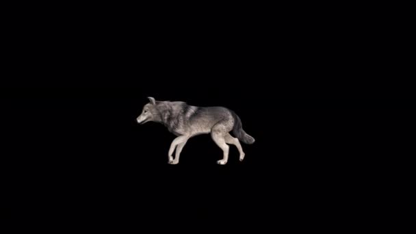 Wolf Walk Animation Transparent Alpha Background — стокове відео