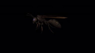 Şeffaf (alfa) arkaplana sahip çizgi film Wasp Walk animasyonu