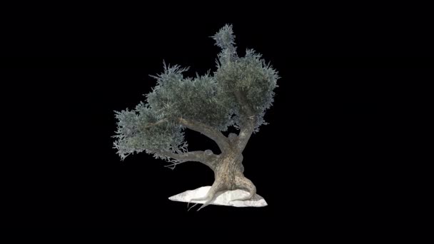 Old Tree Animation Transparent Alpha Background — Video Stock