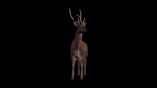 Deer Idle Front Animation Transparent Alpha Background — Stock Video