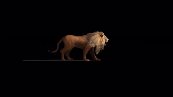 Lion Walk Animation Διαφανές Άλφα Φόντο — Αρχείο Βίντεο