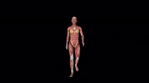 Walk Animation Female Muscular System — Vídeos de Stock