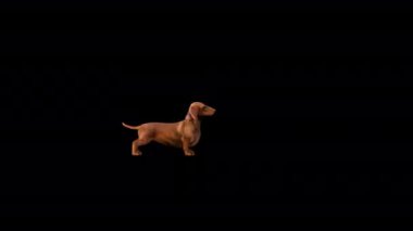Şeffaf (alfa) arkaplan ile Dachshund Scratching canlandırması