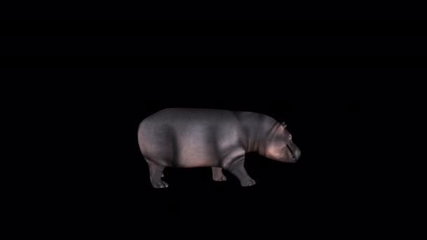 Hippopotamus Прогулянкова Анімація Прозорим Фоном — стокове відео