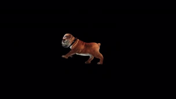 Bulldog Run Animation Transparent Alpha Background — 图库视频影像