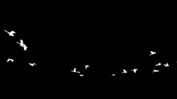 Flying Swans Animazione Silhouette Con Sfondo Trasparente Alfa — Video Stock