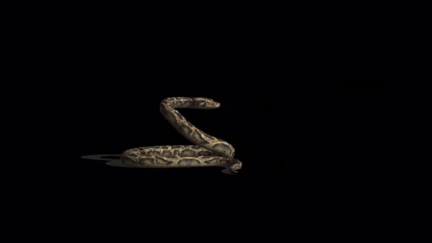 Snake Idle Side View Animation — Stock Video © jamesholland74 #588025446 Snake Idle Side View Animation — Stock Video © jamesholland74 #588025446