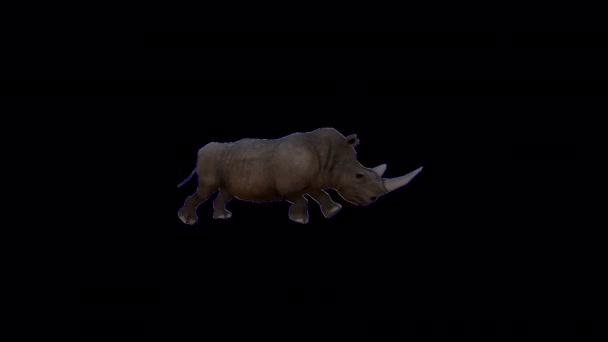 Rhino Running Animation — 图库视频影像