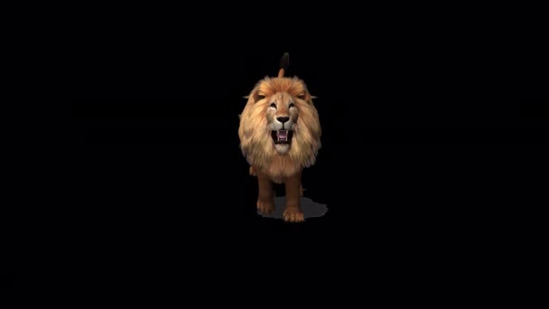 Lion Ejecutar Animación Cámara — Vídeos de Stock