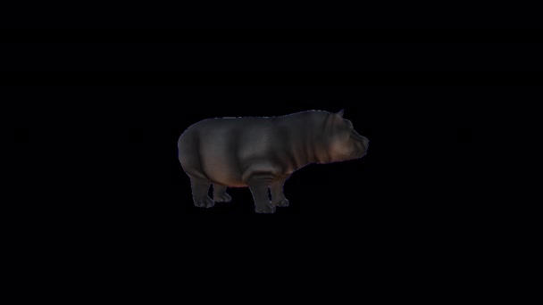Hippopotamus Looking Eating Animation — ストック動画