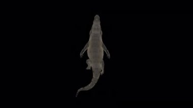 Bottom view Alligator Swimming animation in 3d