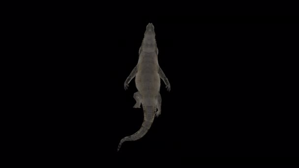 Вид Снизу Анимация Плавания Аллигатор — стоковое видео